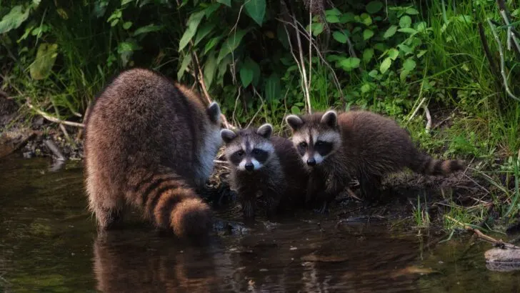 Raccoon Spiritual Meaning