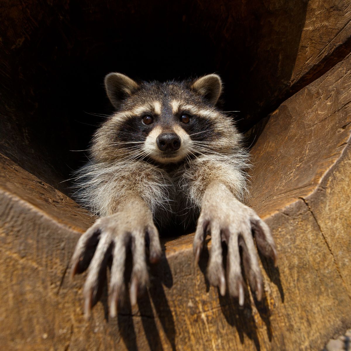 Raccoon Spiritual Meaning