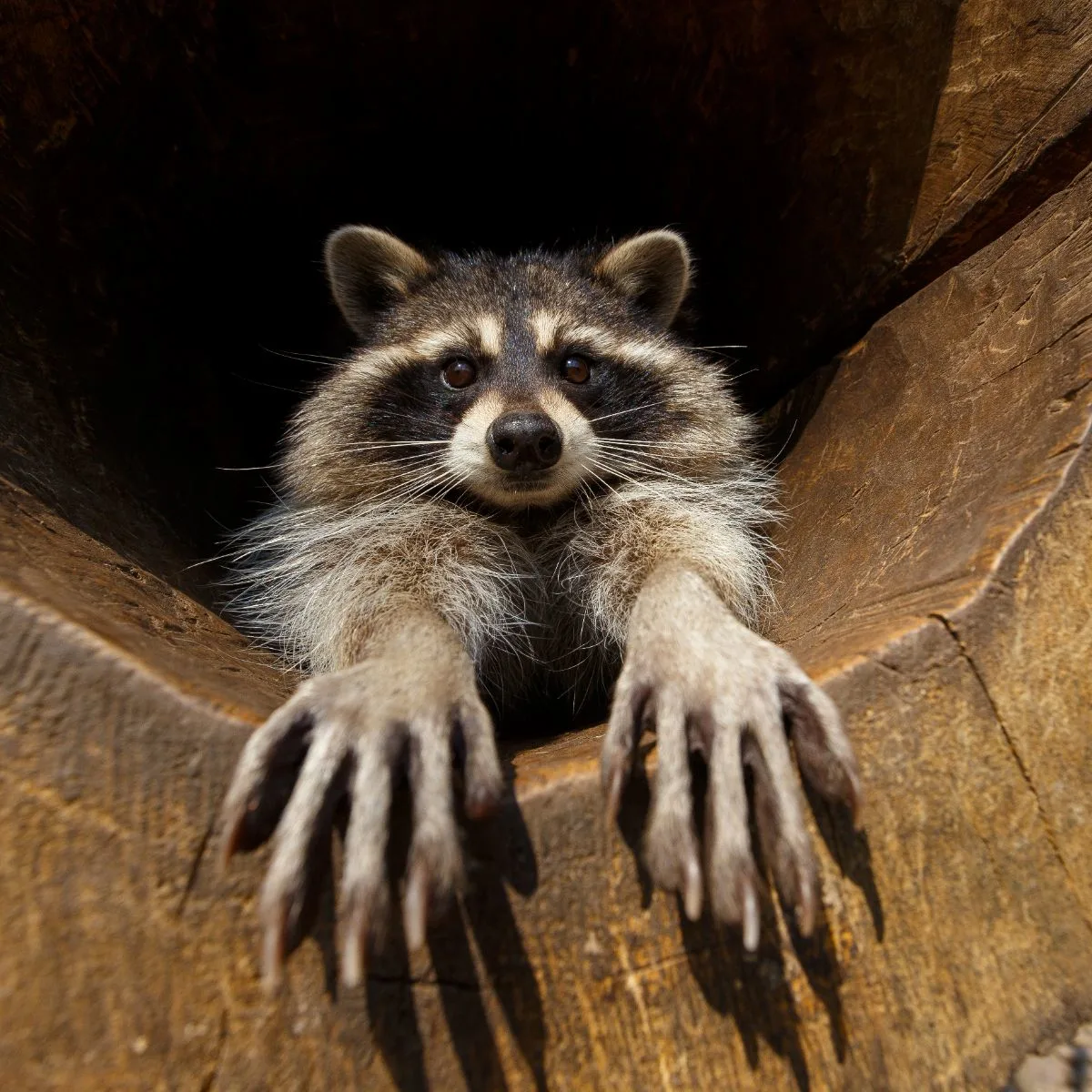 Raccoon Spiritual Meaning