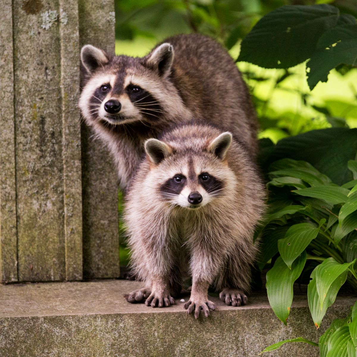 Raccoon Spiritual Meaning