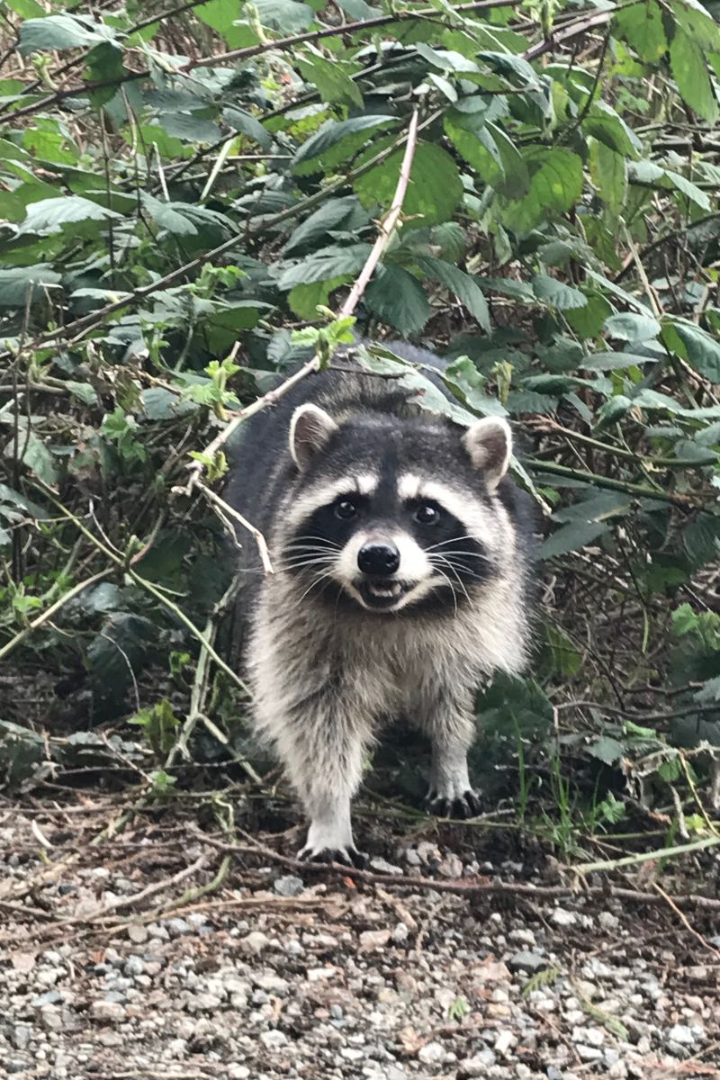 Raccoon Spiritual Meaning