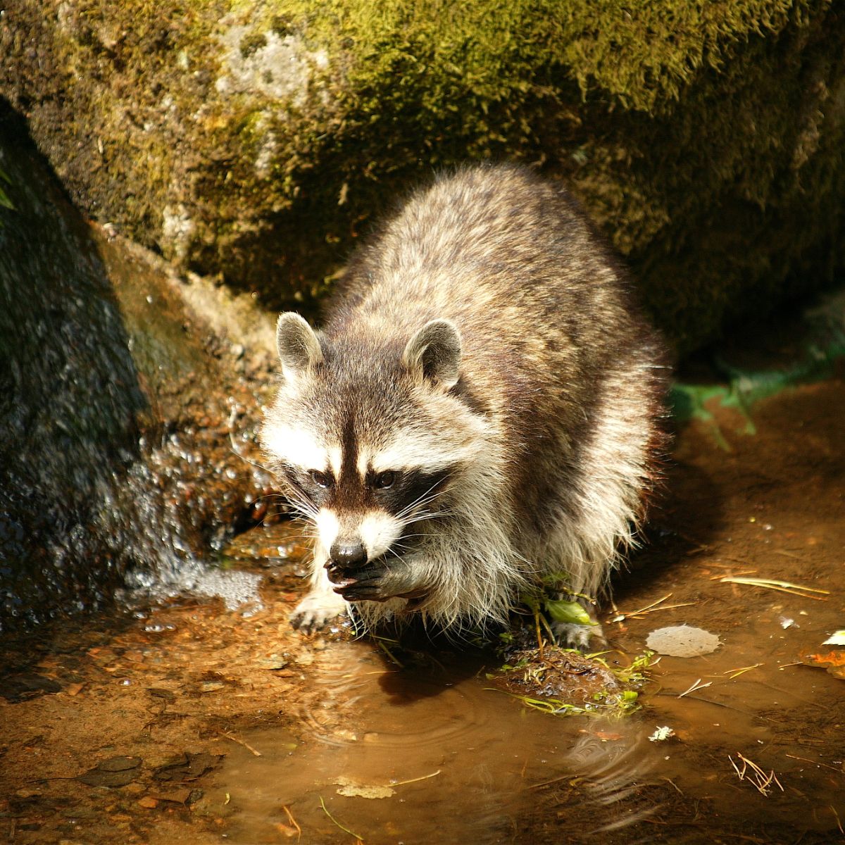 Raccoon Spiritual Meaning