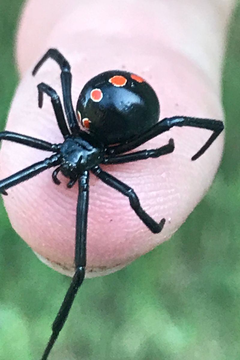 Spider Spiritual Meaning 