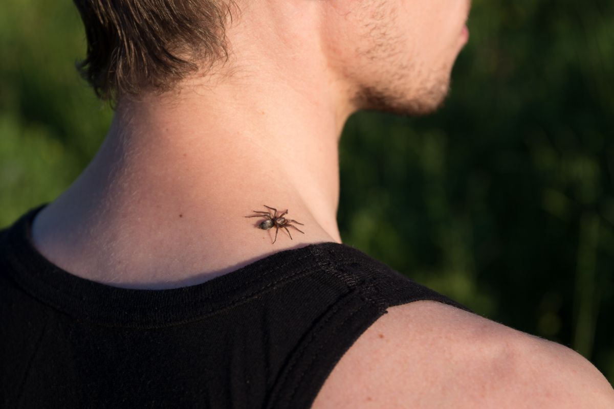 Spider Spiritual Meaning 