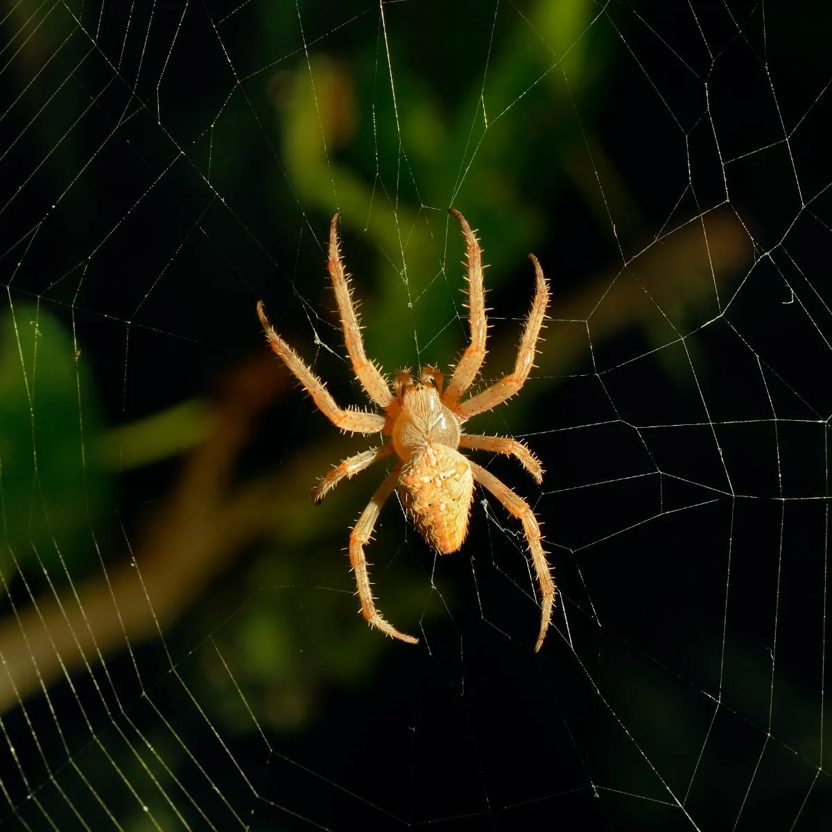 Spider Spiritual Meaning 