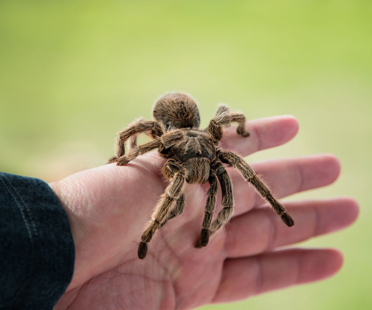 Spider Spiritual Meaning 