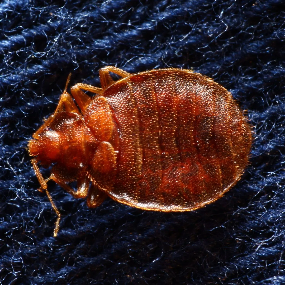 Spiritual Meaning Of Bed Bugs In Dreams