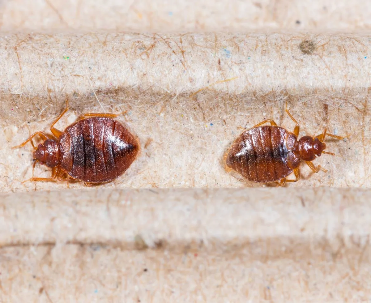 Spiritual Meaning Of Bed Bugs In Dreams