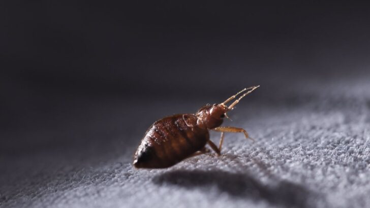 Spiritual Meaning Of Bed Bugs In Dreams