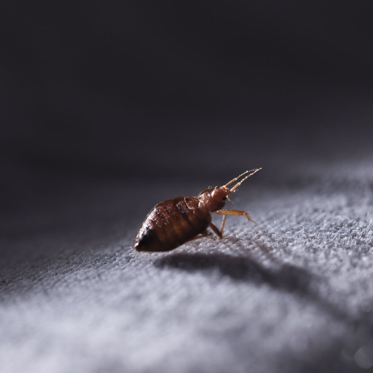 Spiritual Meaning Of Bed Bugs In Dreams