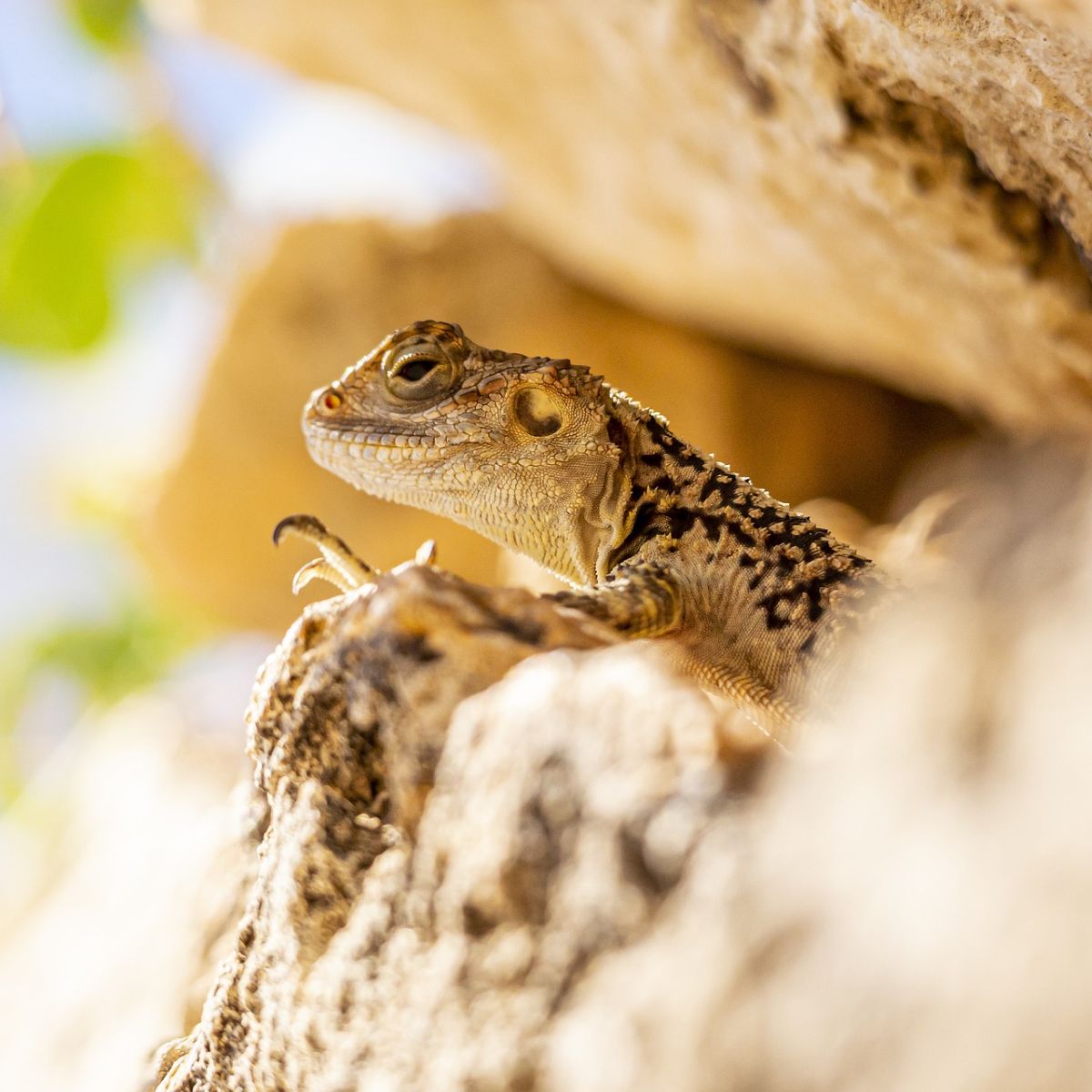 Spiritual Meaning Of Seeing A Lizard In Your House