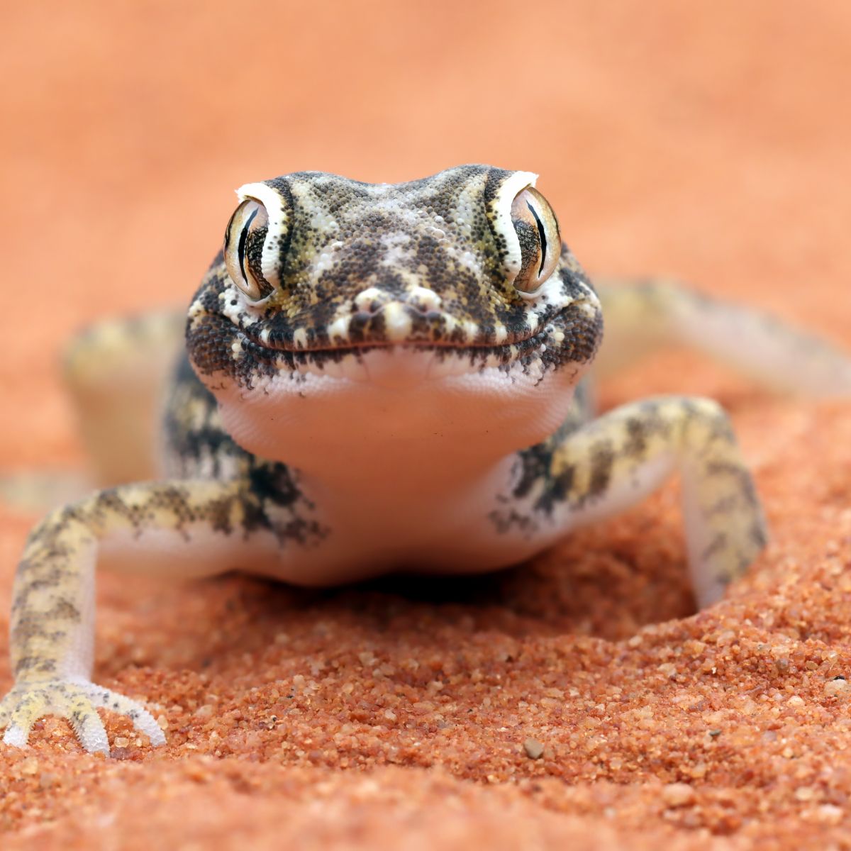 Spiritual Meaning Of Seeing A Lizard In Your House