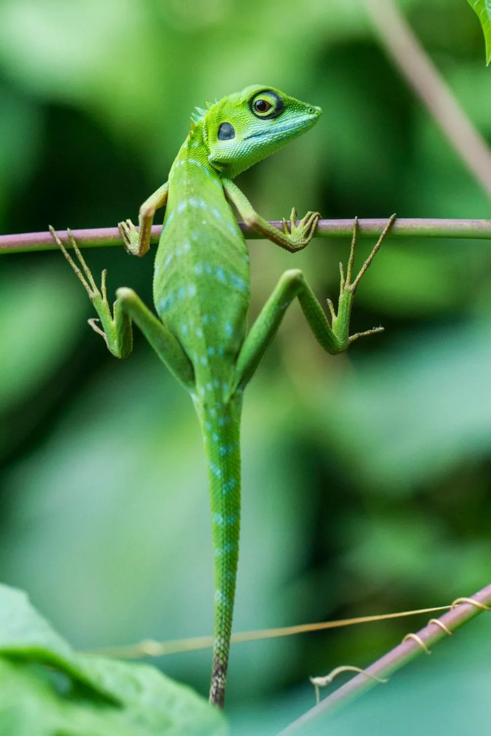 Spiritual Meaning Of Seeing A Lizard In Your House