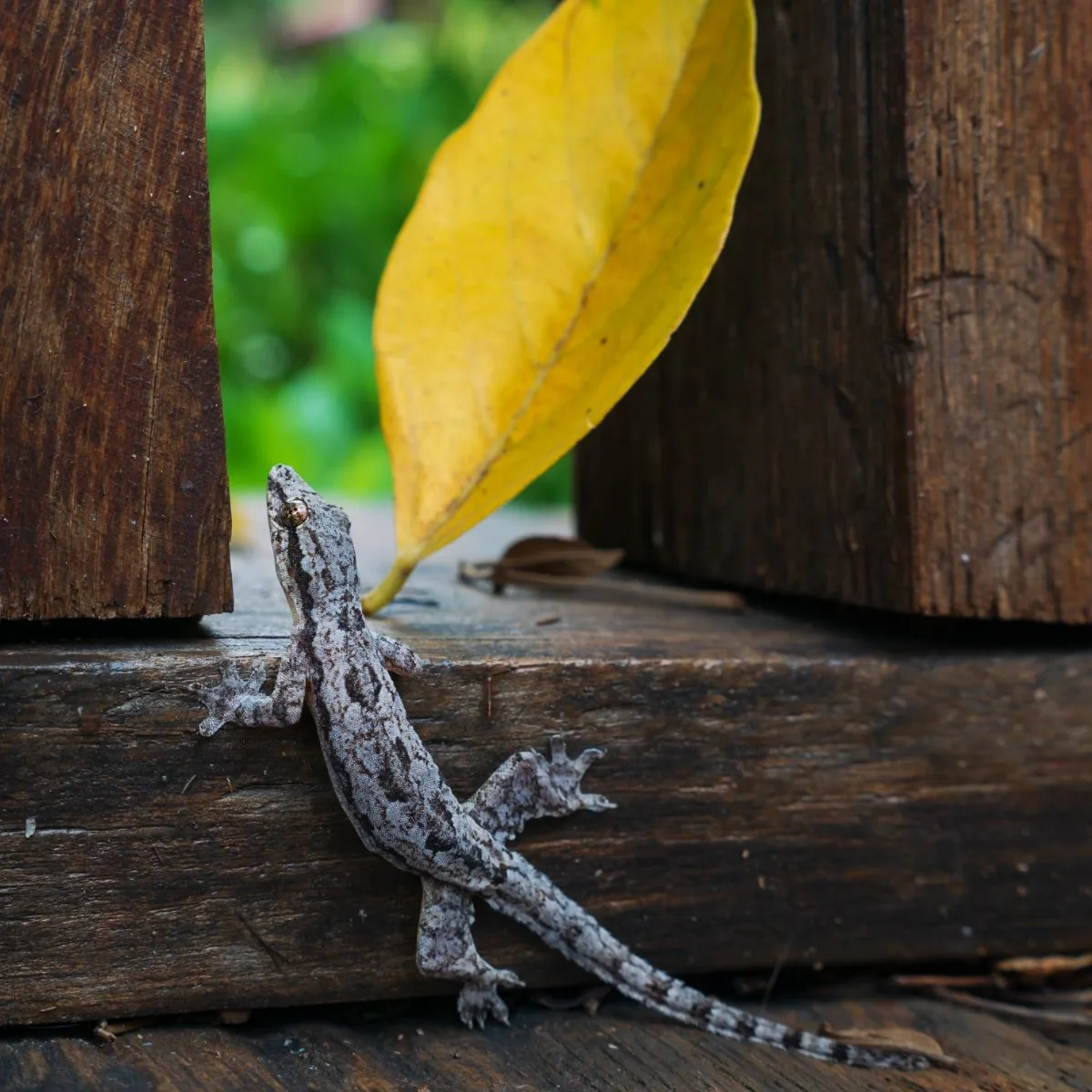 Spiritual Meaning Of Seeing A Lizard In Your House