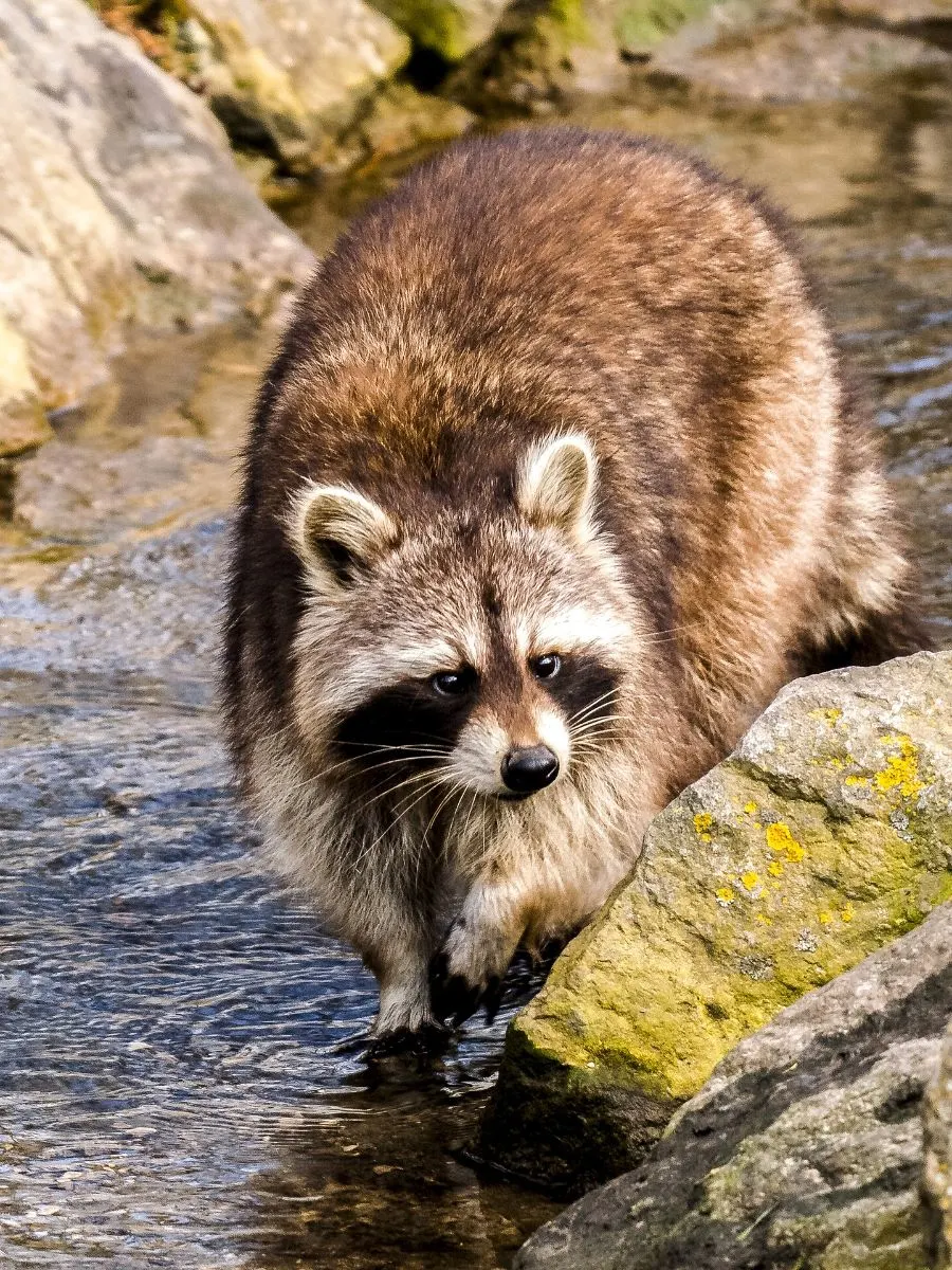 Spiritual Meaning Of Seeing A Raccoon During The Day