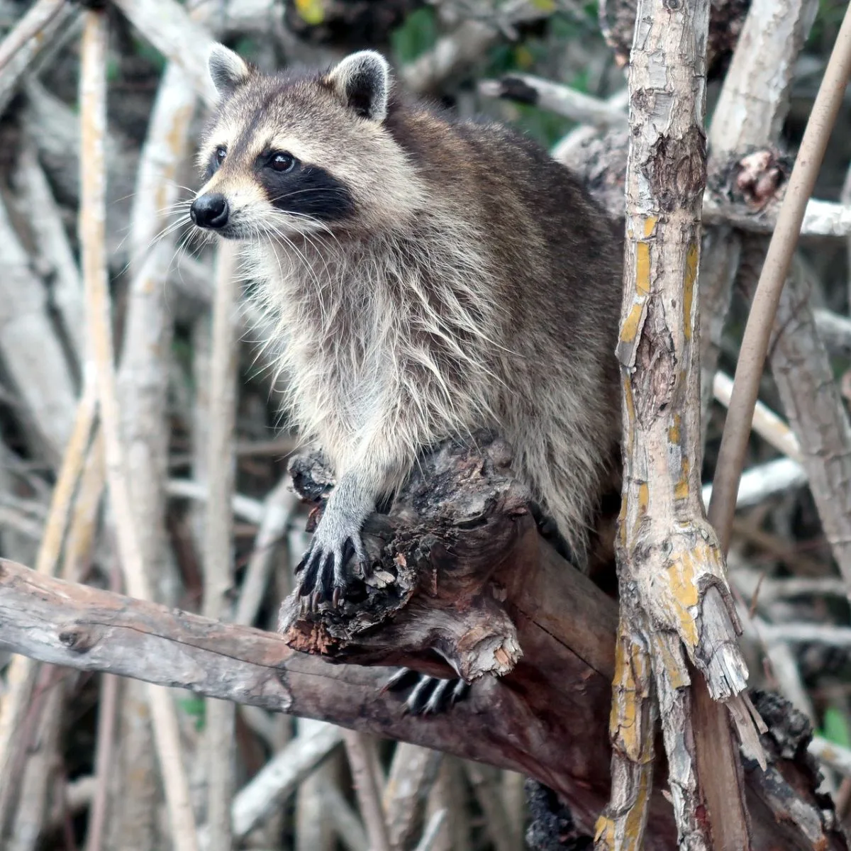 Spiritual Meaning Of Seeing A Raccoon During The Day