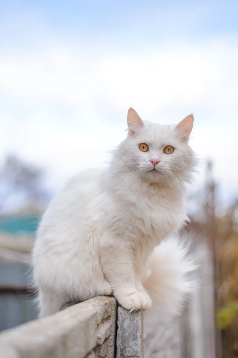 White Cat Spiritual Meaning