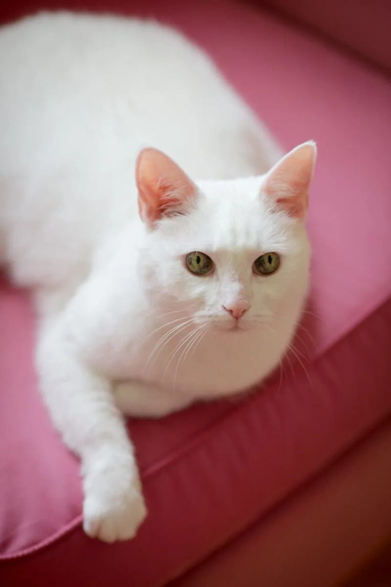 White Cat Spiritual Meaning