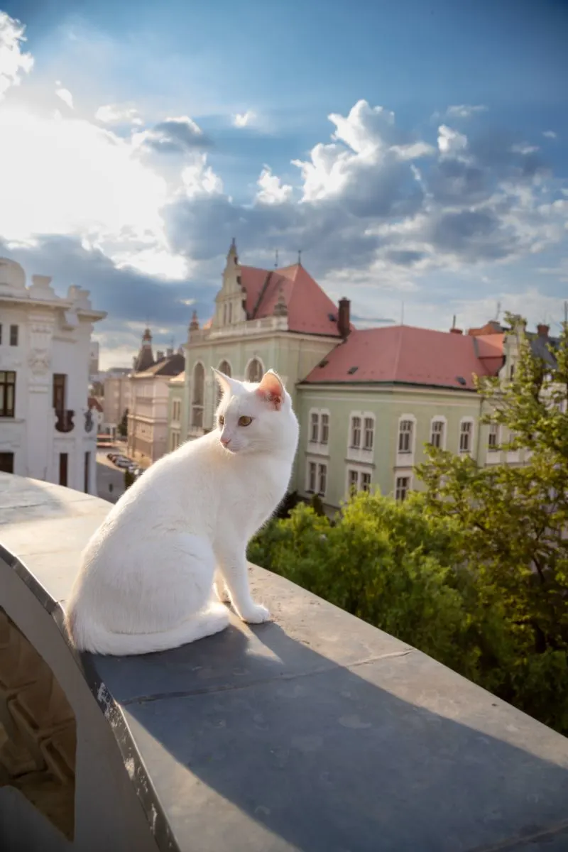 White Cat Spiritual Meaning