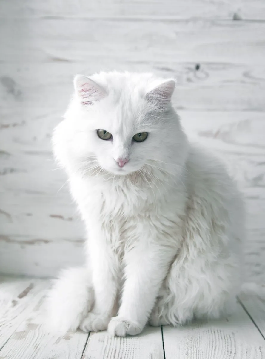 White Cat Spiritual Meaning