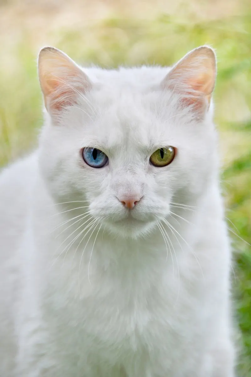 White Cat Spiritual Meaning