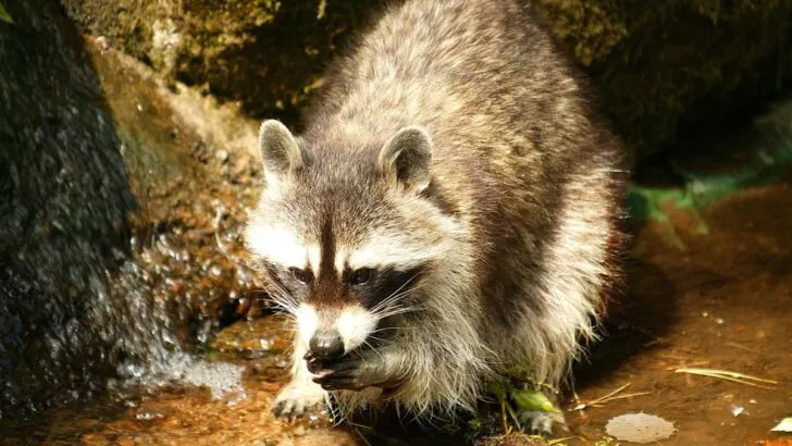 Spiritual Meaning Of Seeing A Raccoon During The Day