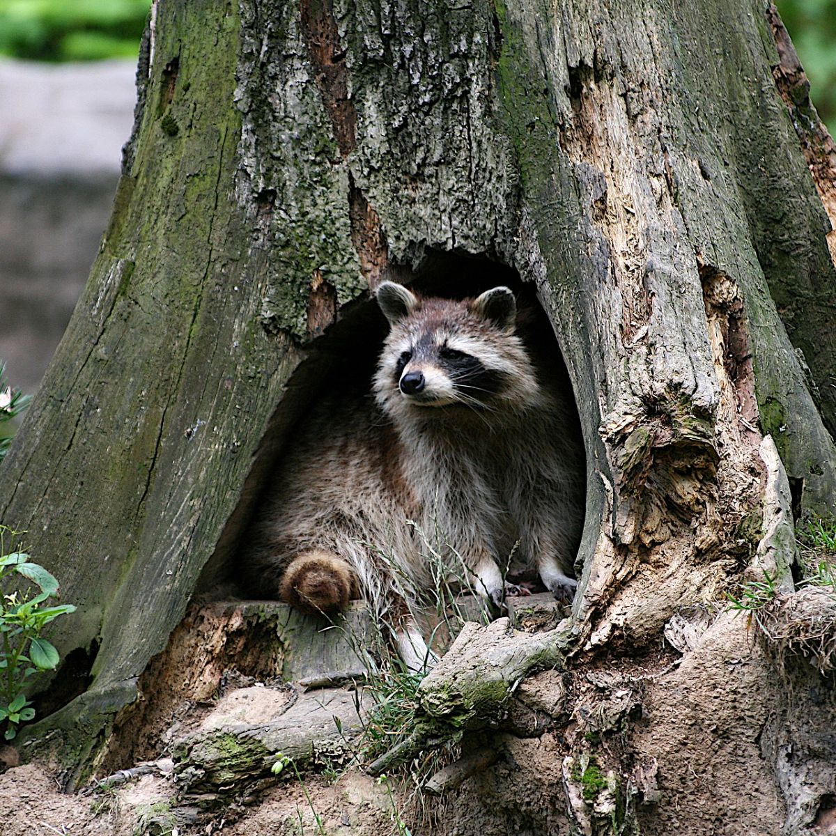 Spiritual Meaning Of Seeing A Raccoon During The Day