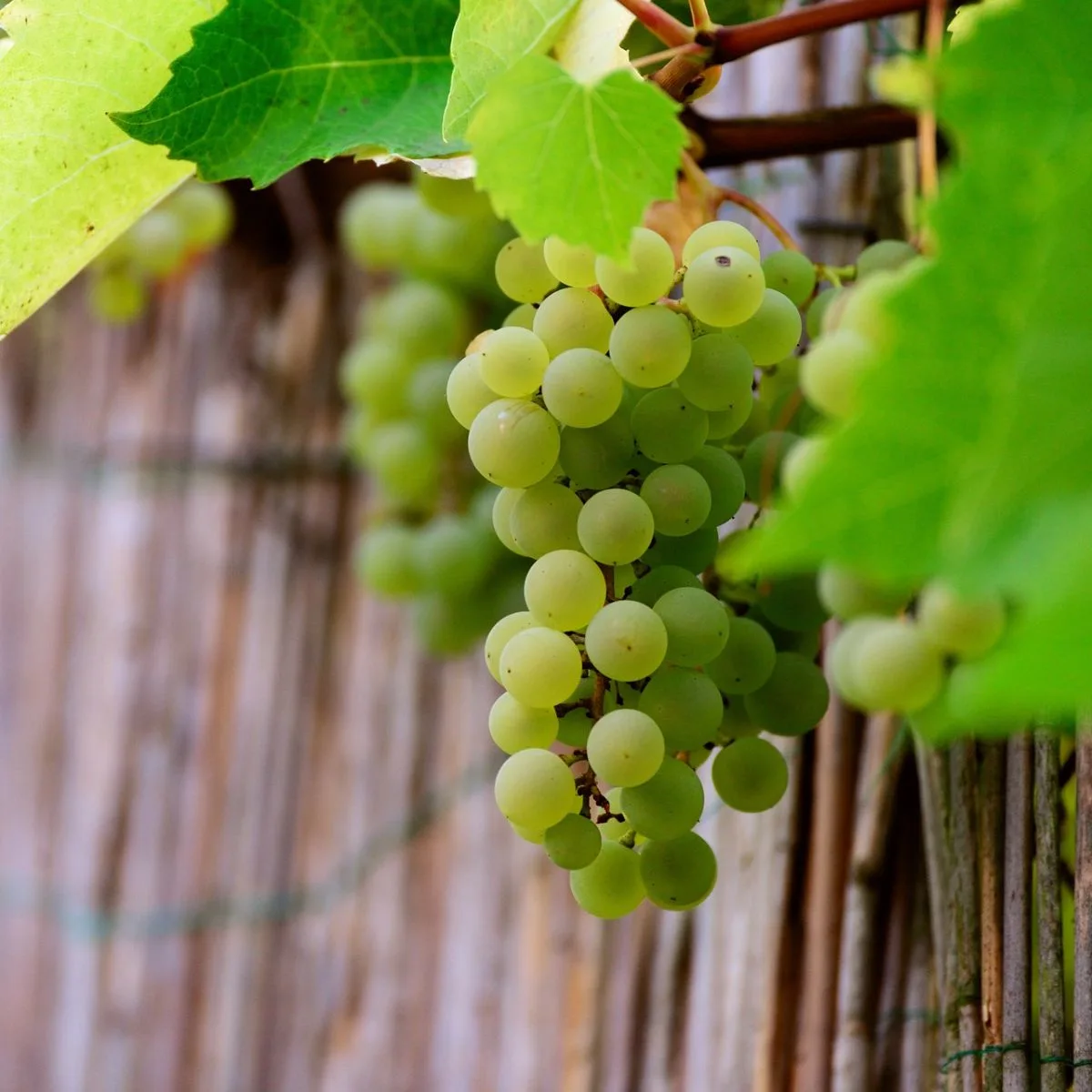 What Do Grapes Represent Spiritually?