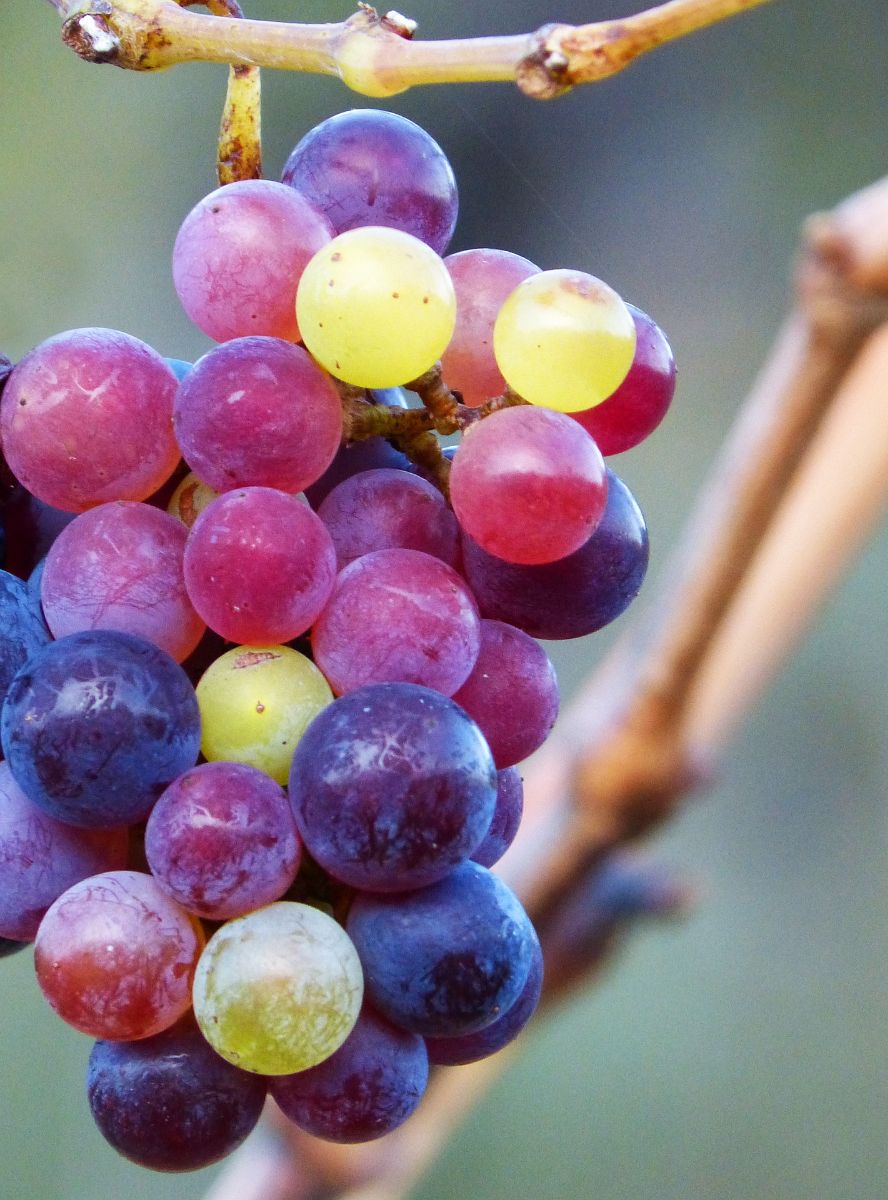 What Do Grapes Represent Spiritually?