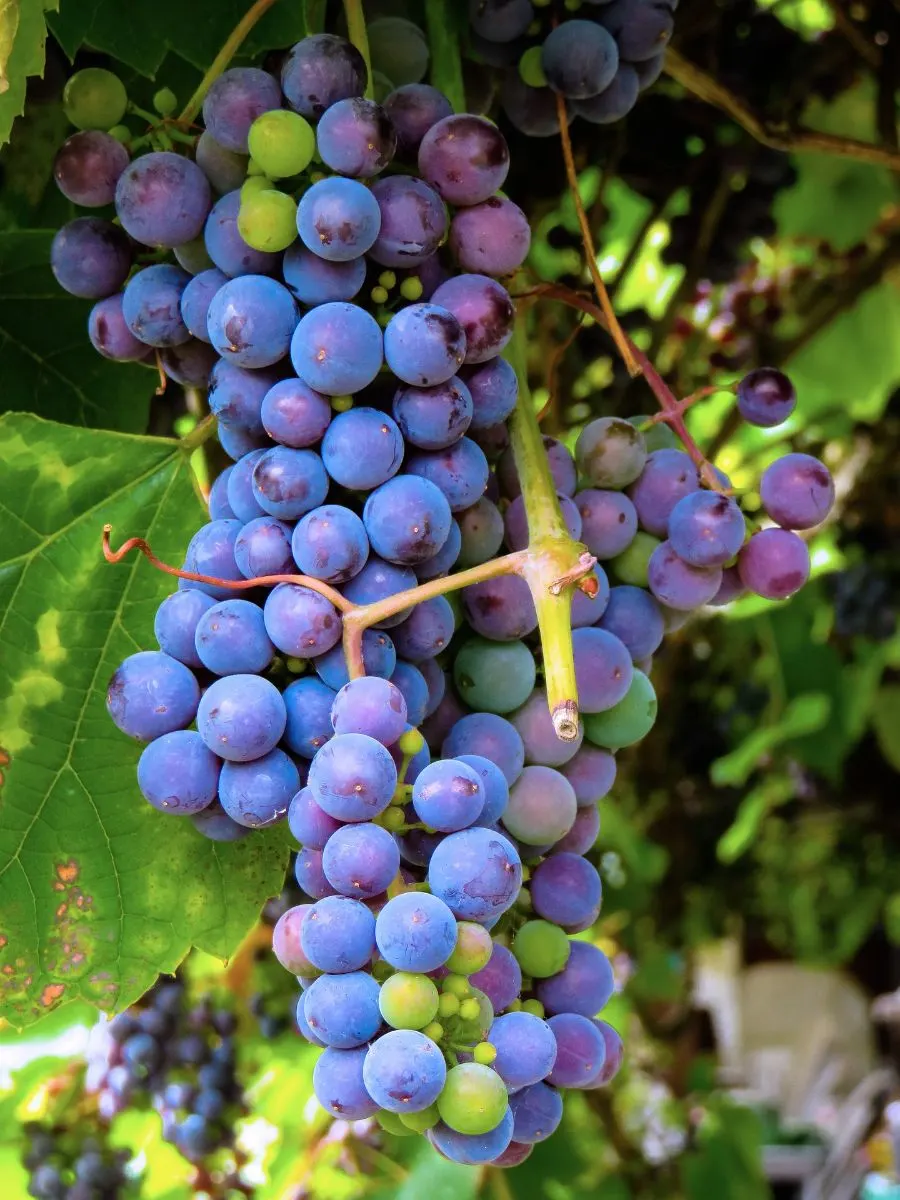 What Do Grapes Represent Spiritually?