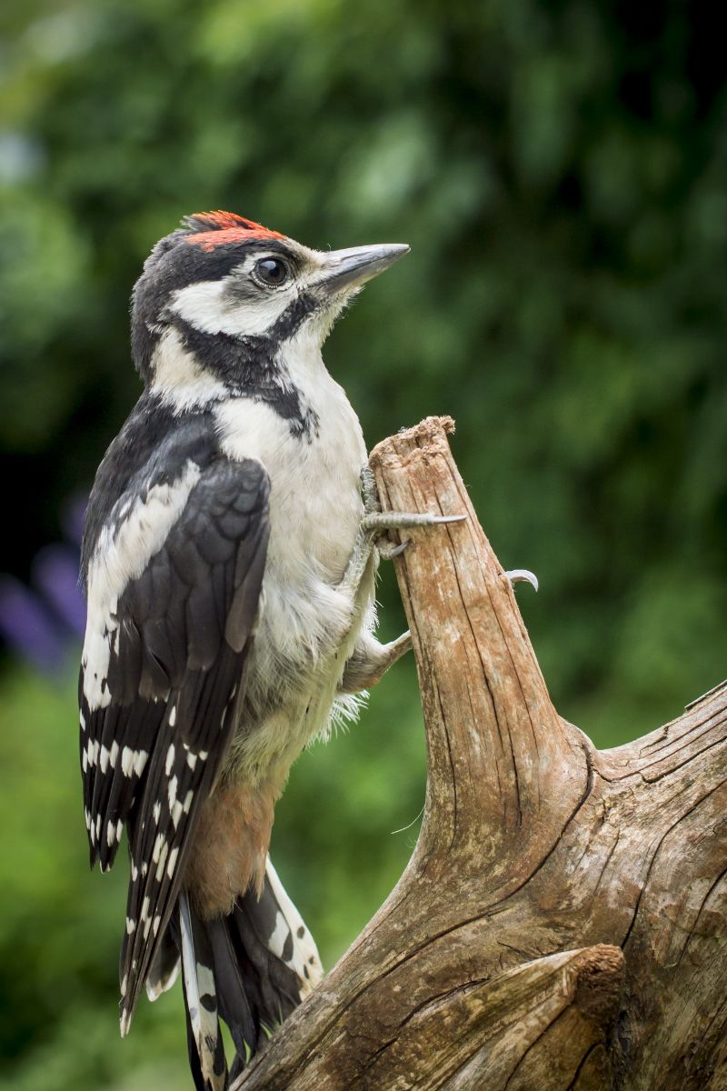 woodpecker spiritual meaning love