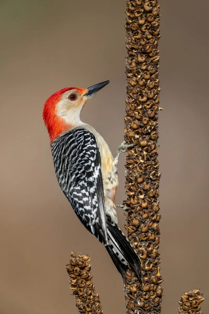 woodpecker spiritual meaning love