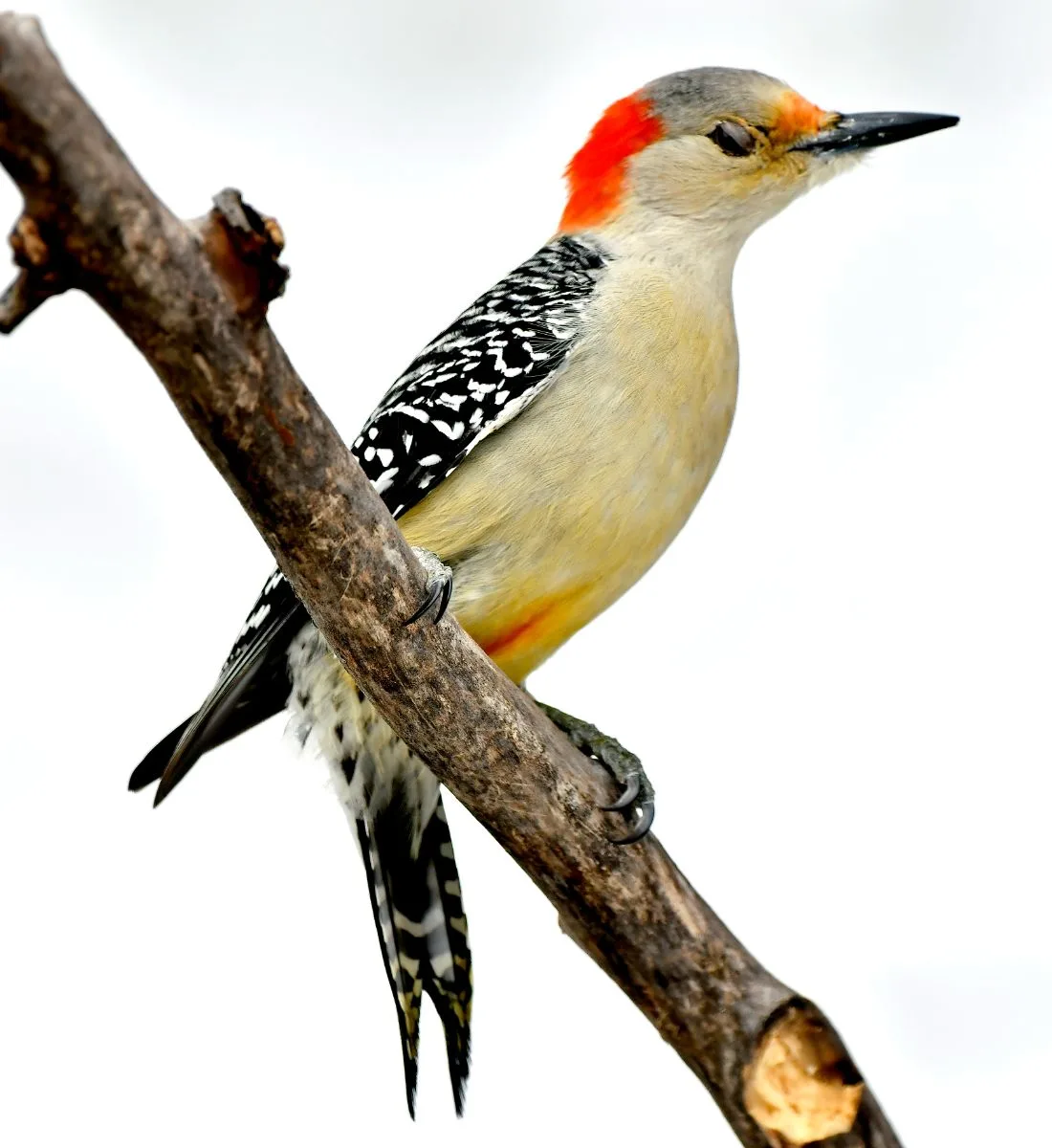 woodpecker spiritual meaning love