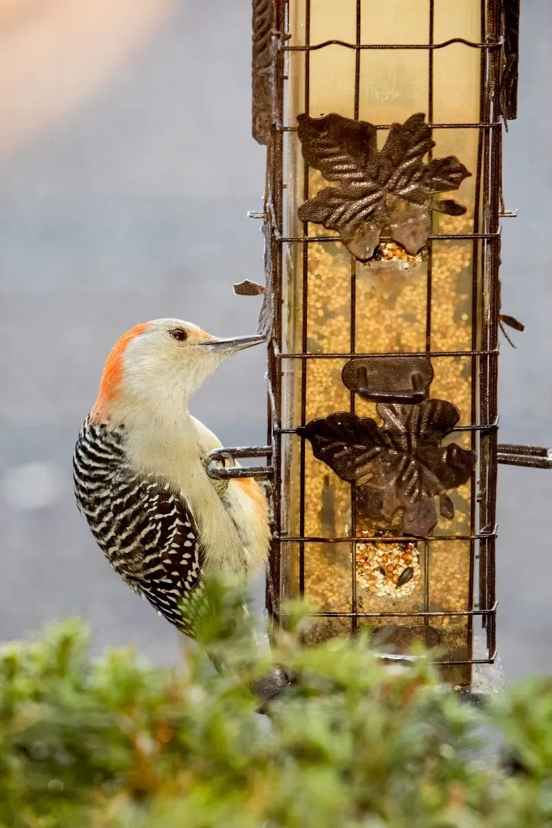 woodpecker spiritual meaning love