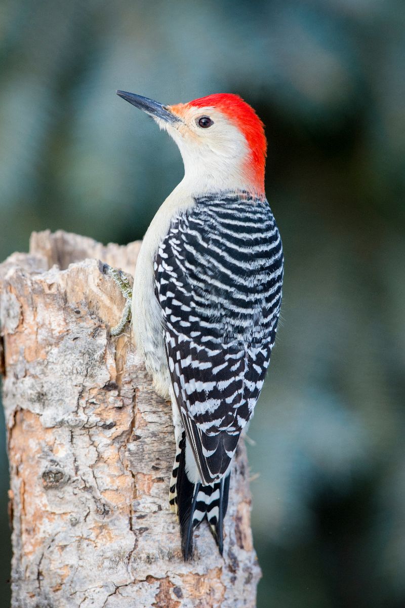 woodpecker spiritual meaning love