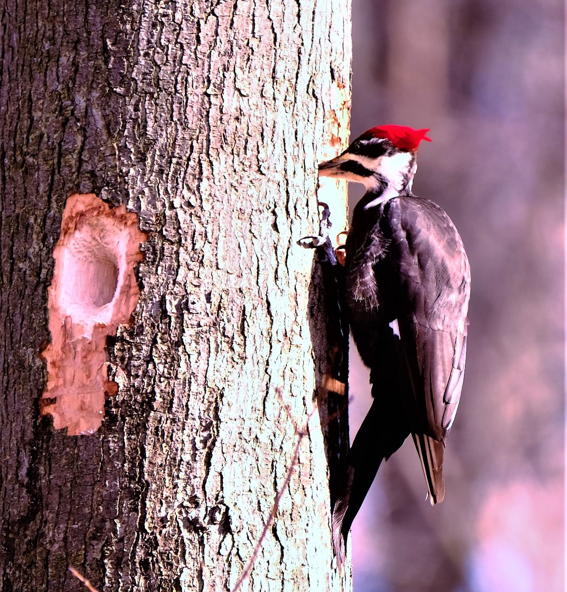 woodpecker spiritual meaning love