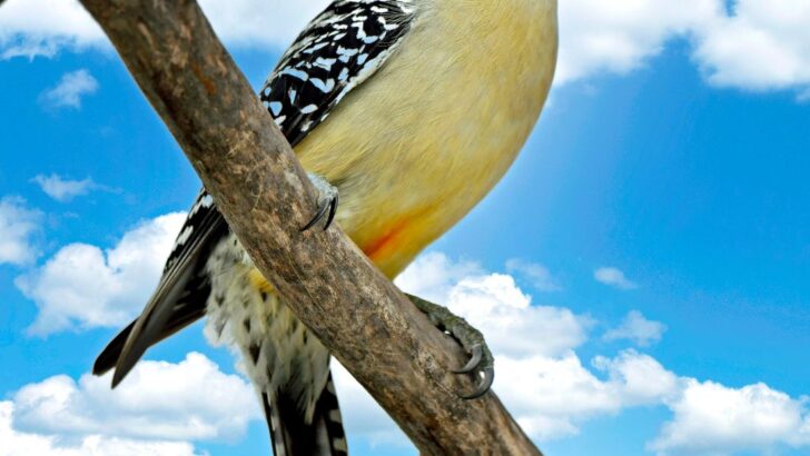 The Woodpecker's Spiritual Meaning in Love