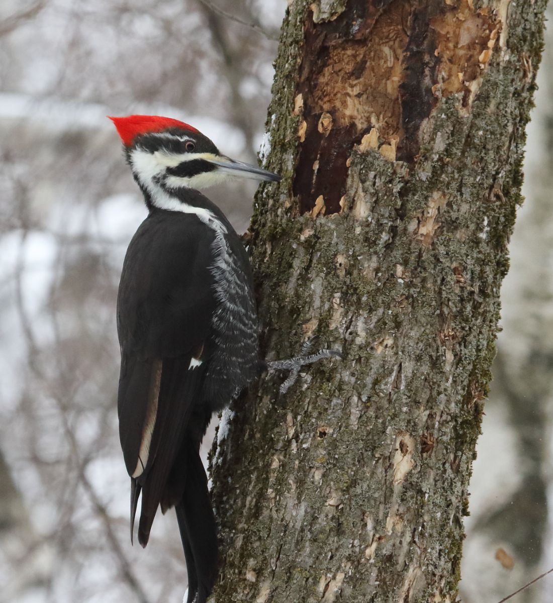 woodpecker spiritual meaning love