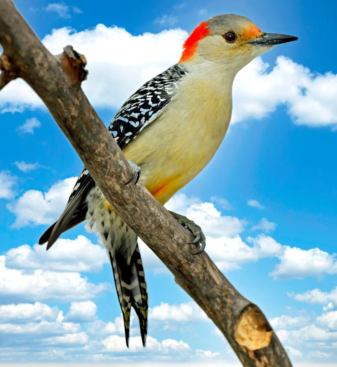 The Woodpecker's Spiritual Meaning in Love