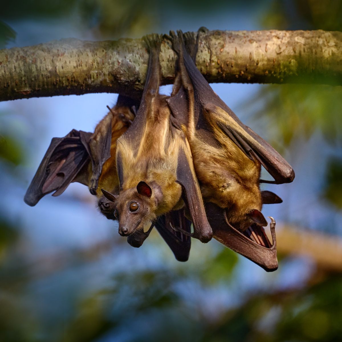 Spiritual Meaning Of Bats