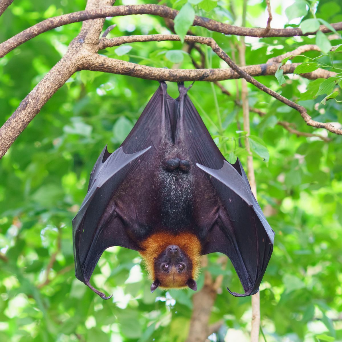 Spiritual Meaning Of Bats