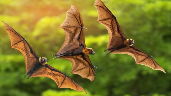 Spiritual Meaning Of Bats