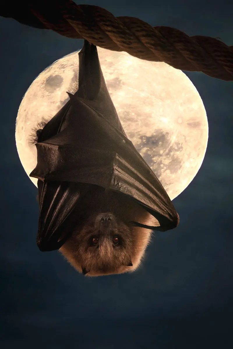 Spiritual Meaning Of Bats