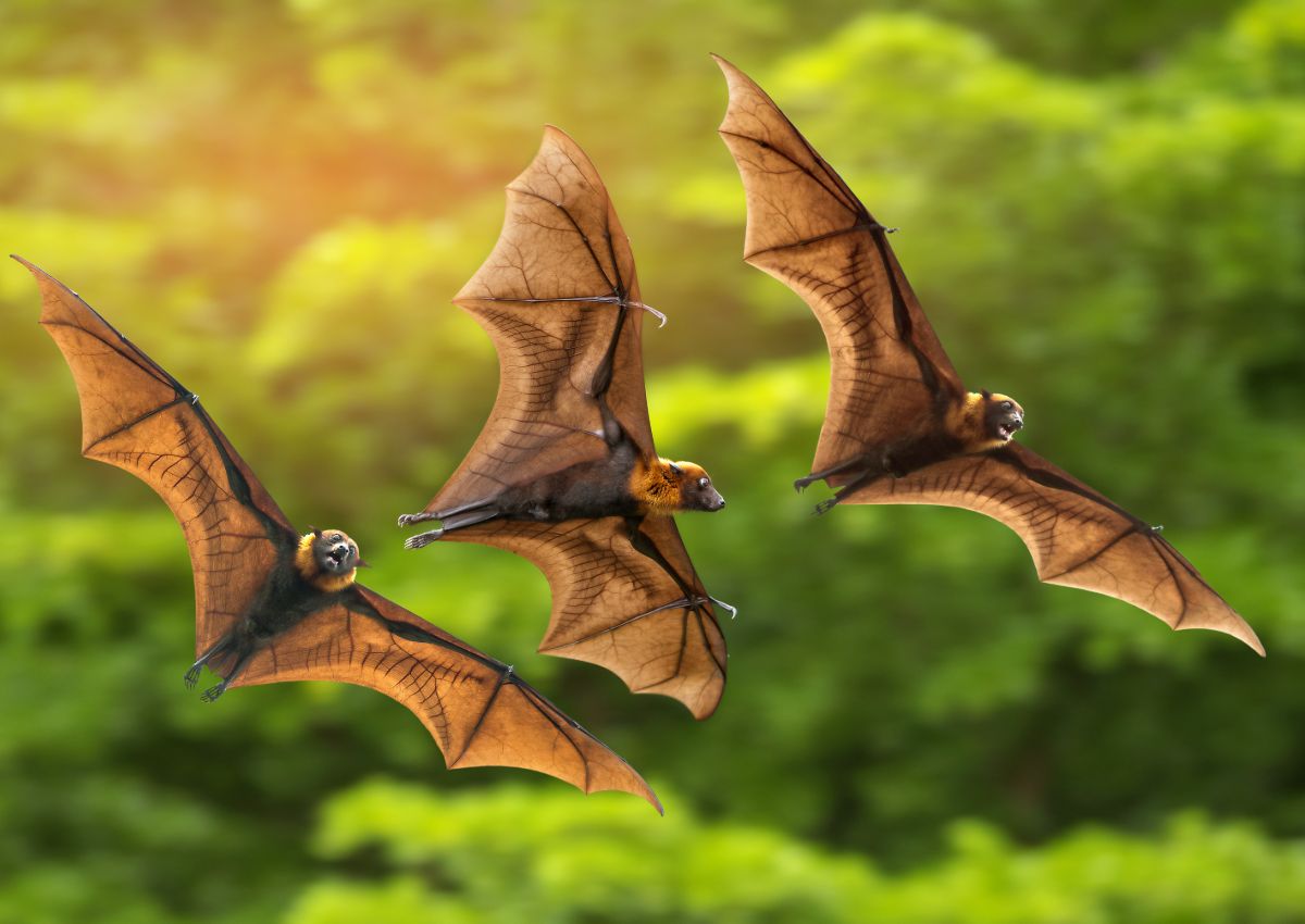 Spiritual Meaning Of Bats