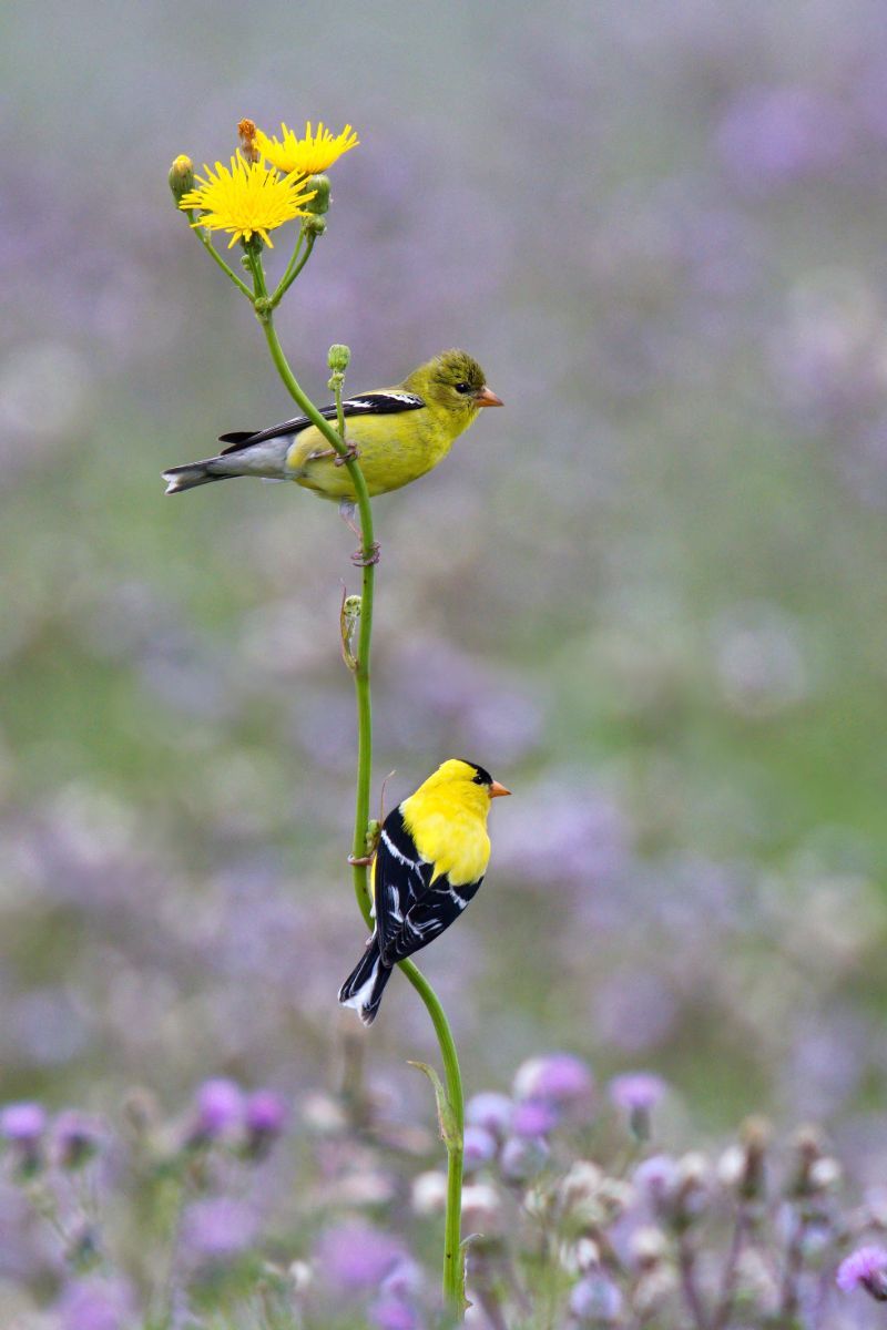 Symbolism & Spiritual Meanings Of Seeing A Yellow Bird