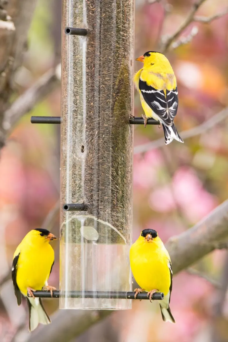 Symbolism & Spiritual Meanings Of Seeing A Yellow Bird