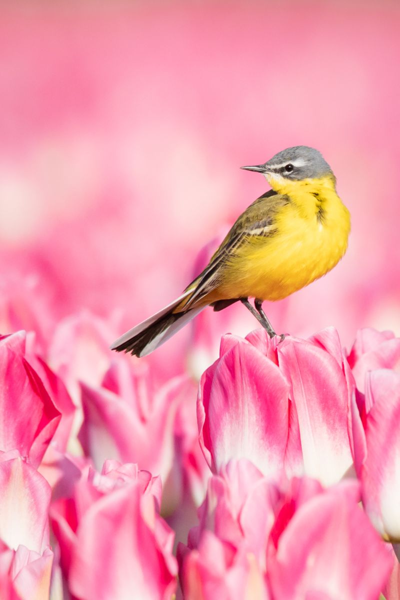 Symbolism & Spiritual Meanings Of Seeing A Yellow Bird