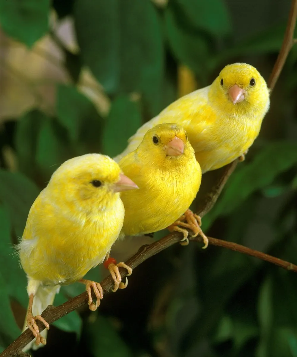 Symbolism & Spiritual Meanings Of Seeing A Yellow Bird