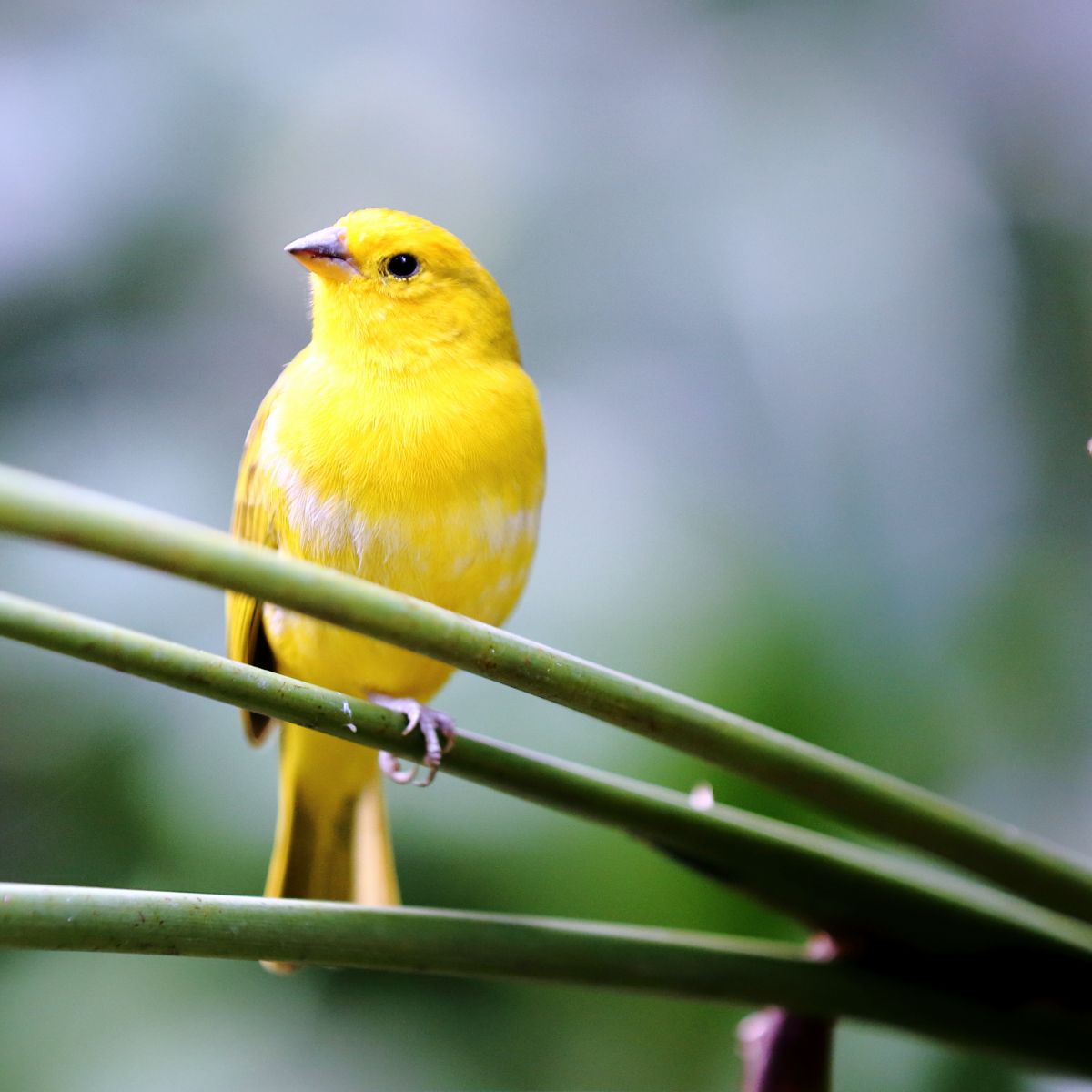 Symbolism & Spiritual Meanings Of Seeing A Yellow Bird