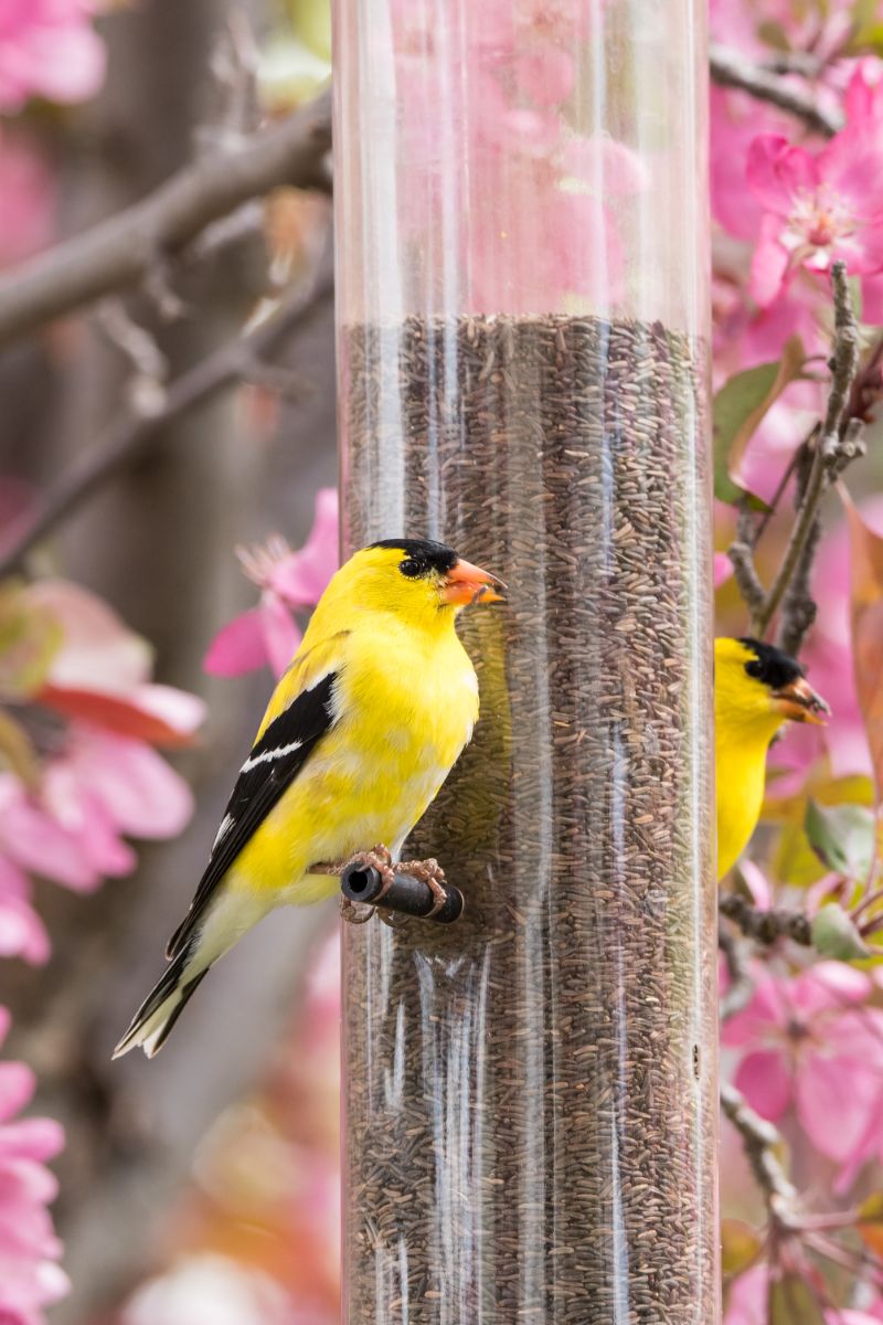 Symbolism & Spiritual Meanings Of Seeing A Yellow Bird